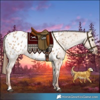 Horse Color:Red Dun Appaloosa