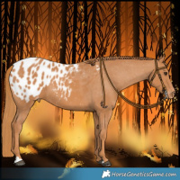 Horse Color:Chestnut Appaloosa 