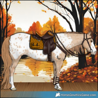 Horse Color:Red Dun Appaloosa