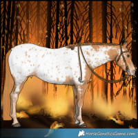 Horse Color:Chestnut Appaloosa