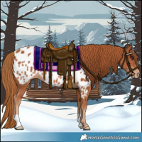 Horse Color:Chestnut Appaloosa 