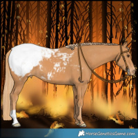 Horse Color:Chestnut Appaloosa 