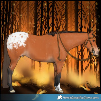 Horse Color:Bay Appaloosa