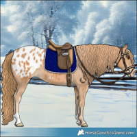 Horse Color:Chestnut Appaloosa 