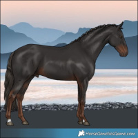 Horse Color:Liver Chestnut 