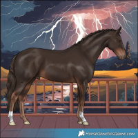 Horse Color:Liver Chestnut