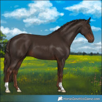 Horse Color:Liver Chestnut 