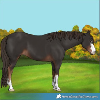 Horse Color:Liver Chestnut 