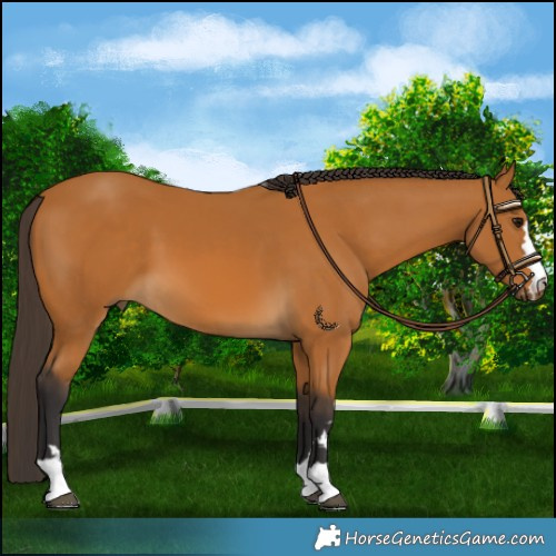 Horse Color:Buckskin 