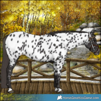 Horse Color:Smoky Black Appaloosa 