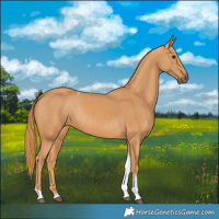 Horse Color:Chestnut Tobiano Rabicano