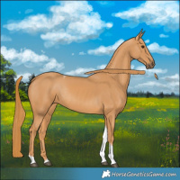 Horse Color:Chestnut Tobiano Rabicano 
