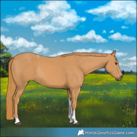 Horse Color:Chestnut Tobiano Rabicano
