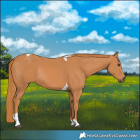 Horse Color:Chestnut Tobiano Rabicano 