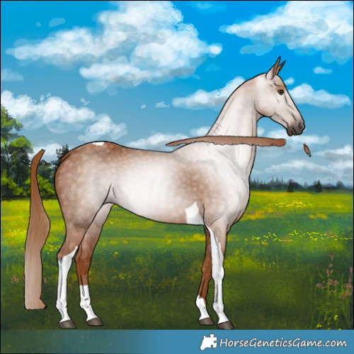 Horse Color:Gray Chestnut Tobiano Rabicano 