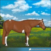 Horse Color:Gray Chestnut Tobiano Rabicano
