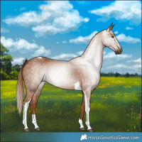 Horse Color:Gray Chestnut Tobiano Rabicano 