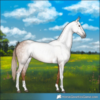 Horse Color:Gray Chestnut Tobiano Rabicano 