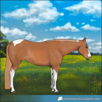 Horse Color:Chestnut Tobiano Rabicano 