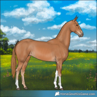 Horse Color:Chestnut Tobiano Rabicano