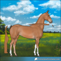 Horse Color:Chestnut Tobiano Rabicano