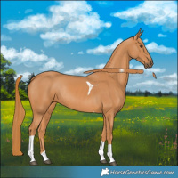Horse Color:Chestnut Tobiano Rabicano 