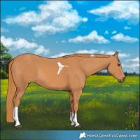 Horse Color:Chestnut Tobiano Rabicano