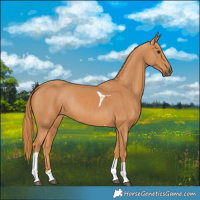 Horse Color:Chestnut Tobiano Rabicano 