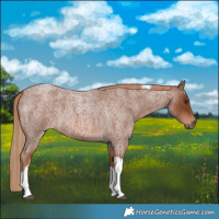 Horse Color:Red Roan Tobiano Rabicano 