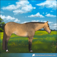 Horse Color:Buckskin 