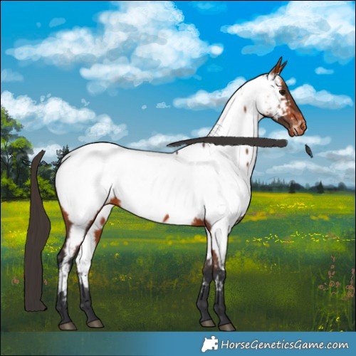 Horse Color:Bay Appaloosa 