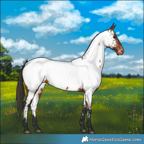 Horse Color:Bay Appaloosa 