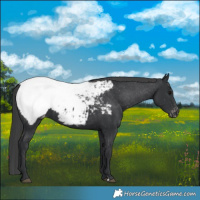 Horse Color:Black Appaloosa 