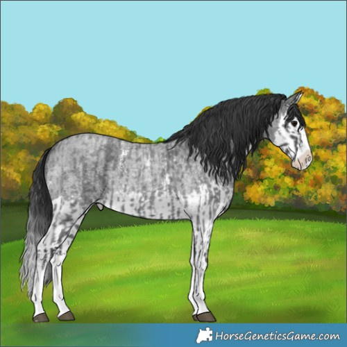 Horse Color:Blue Roan Sabino Splash  and Blue Roan Sabino Splash 