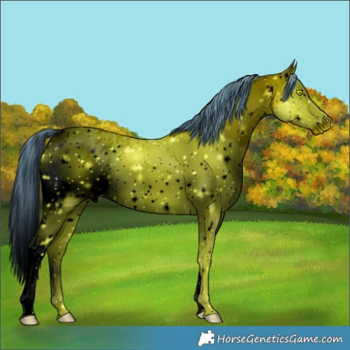 Horse Color:ERROR: UNKNOWN ANOMALY