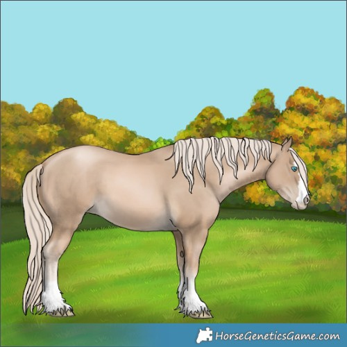 Horse Color:Chocolate Palomino Pearl