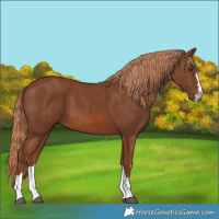 Horse Color:Chestnut 