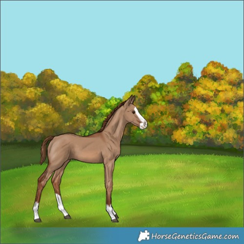 Horse Color:Red Dun Splash 