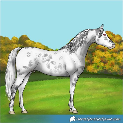 Horse Color:Silver Grullo Chinchilla Splash Tobiano 