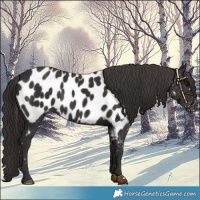 Horse Color:Smoky Black Near Leopard 
