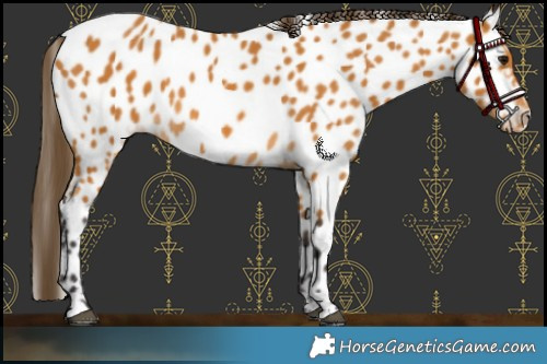 Horse Color:Buckskin Near Leopard 