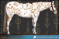 Horse Color:Buckskin Near Leopard 