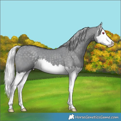 Horse Color:Silver Grullo Chinchilla Splash 