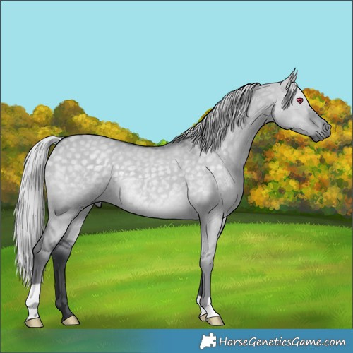 Horse Color:Silver Grullo Chinchilla 