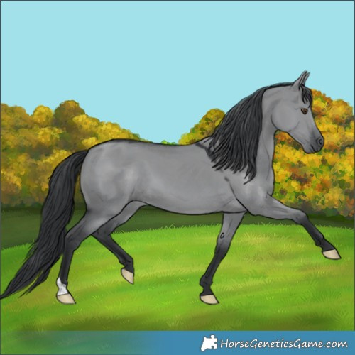 Horse Color:Grullo Chinchilla 