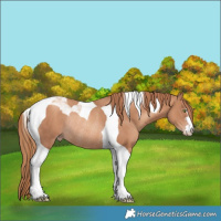 Horse Color:Gold Champagne Tobiano Rabicano