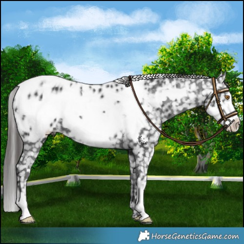 Horse Color:Black Frame Near Leopard 