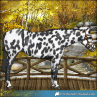 Horse Color:Black Near Leopard 