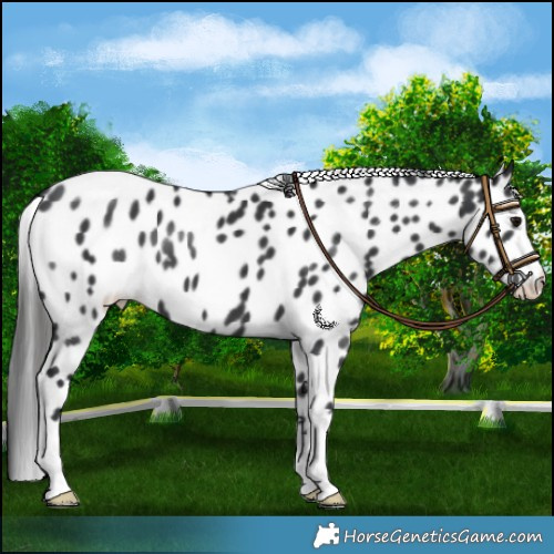 Horse Color:Black Leopard 