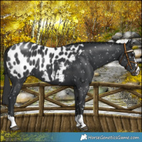 Horse Color:Black Near Leopard